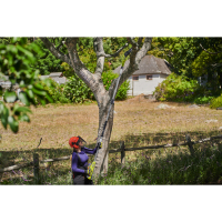 RYOBI RY18PP20A EZ REACH™ 18V ONE+™ 20cm teleskopická prořezávací pila 5133006744